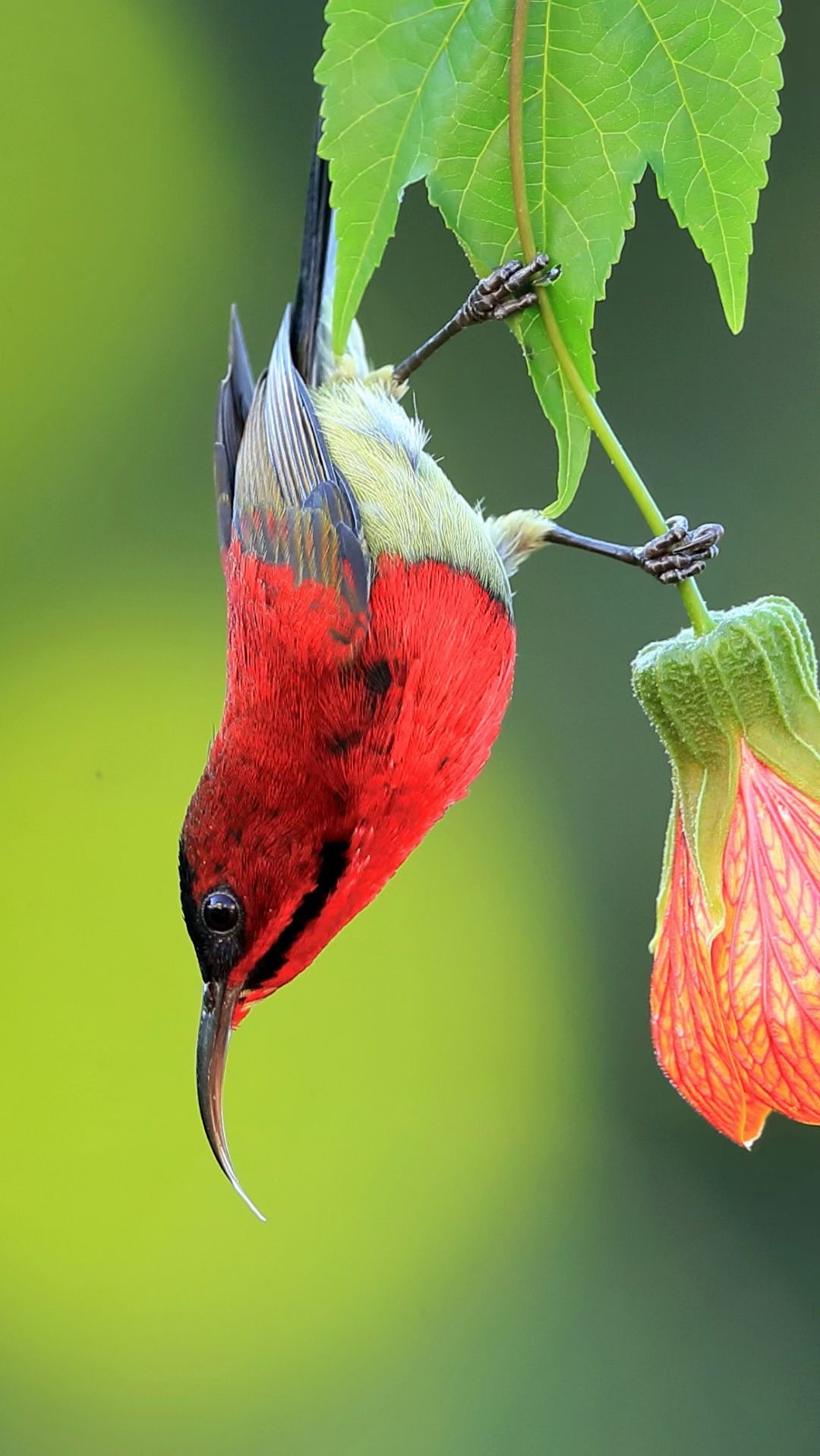 Crimson sunbird. /Zheng Shanhe