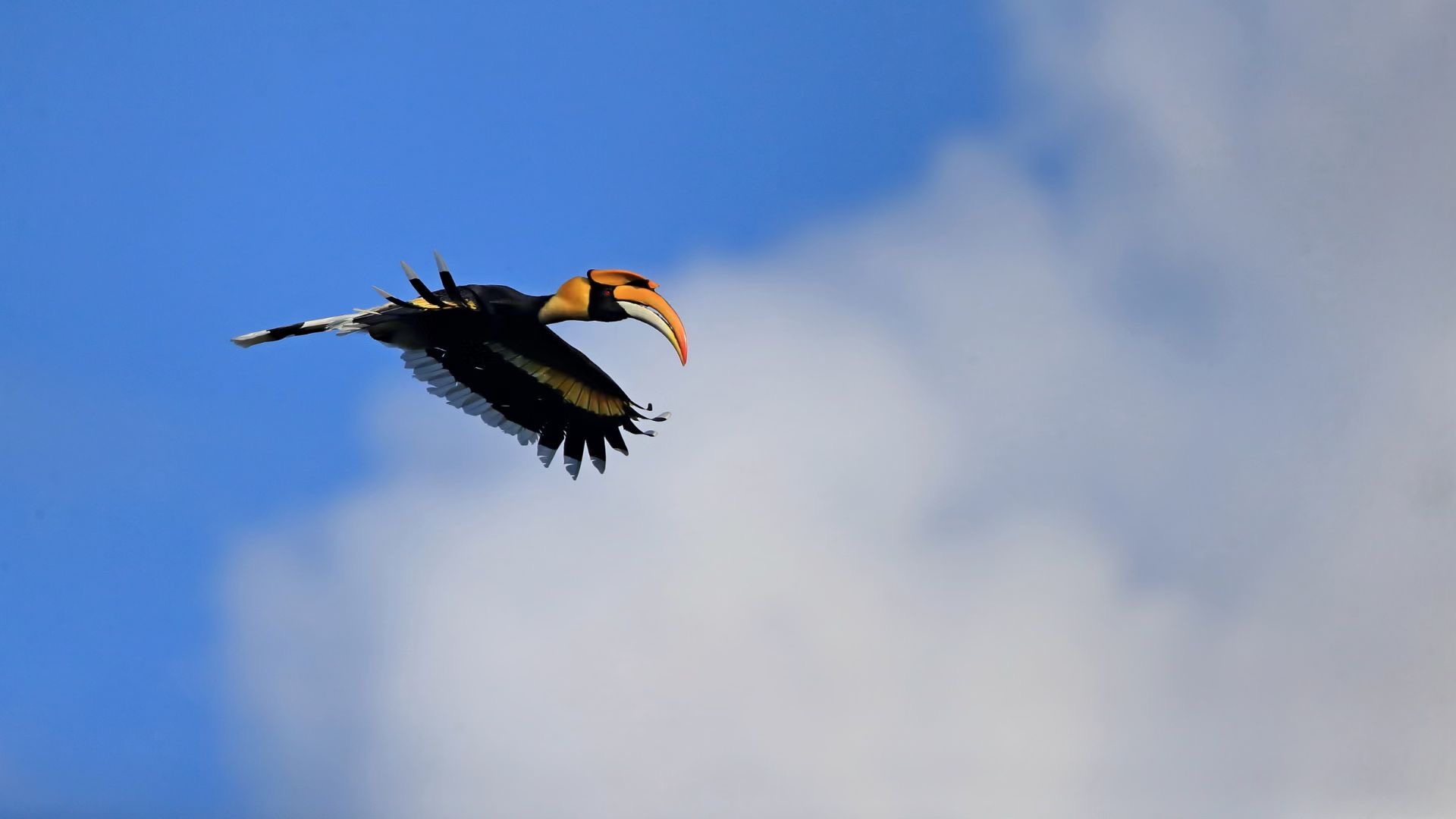 Great hornbill. /Zheng Shanhe