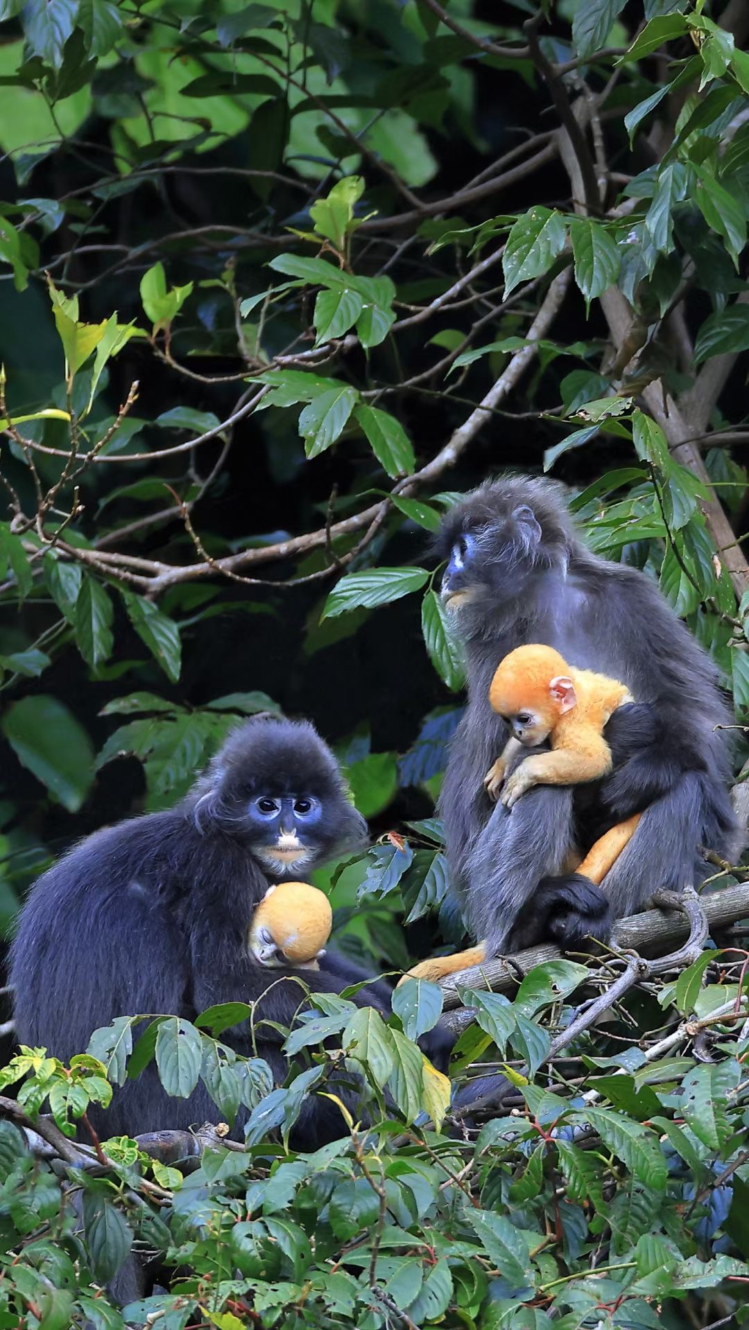 Phayre's leaf monkey. /Zheng Shanhe