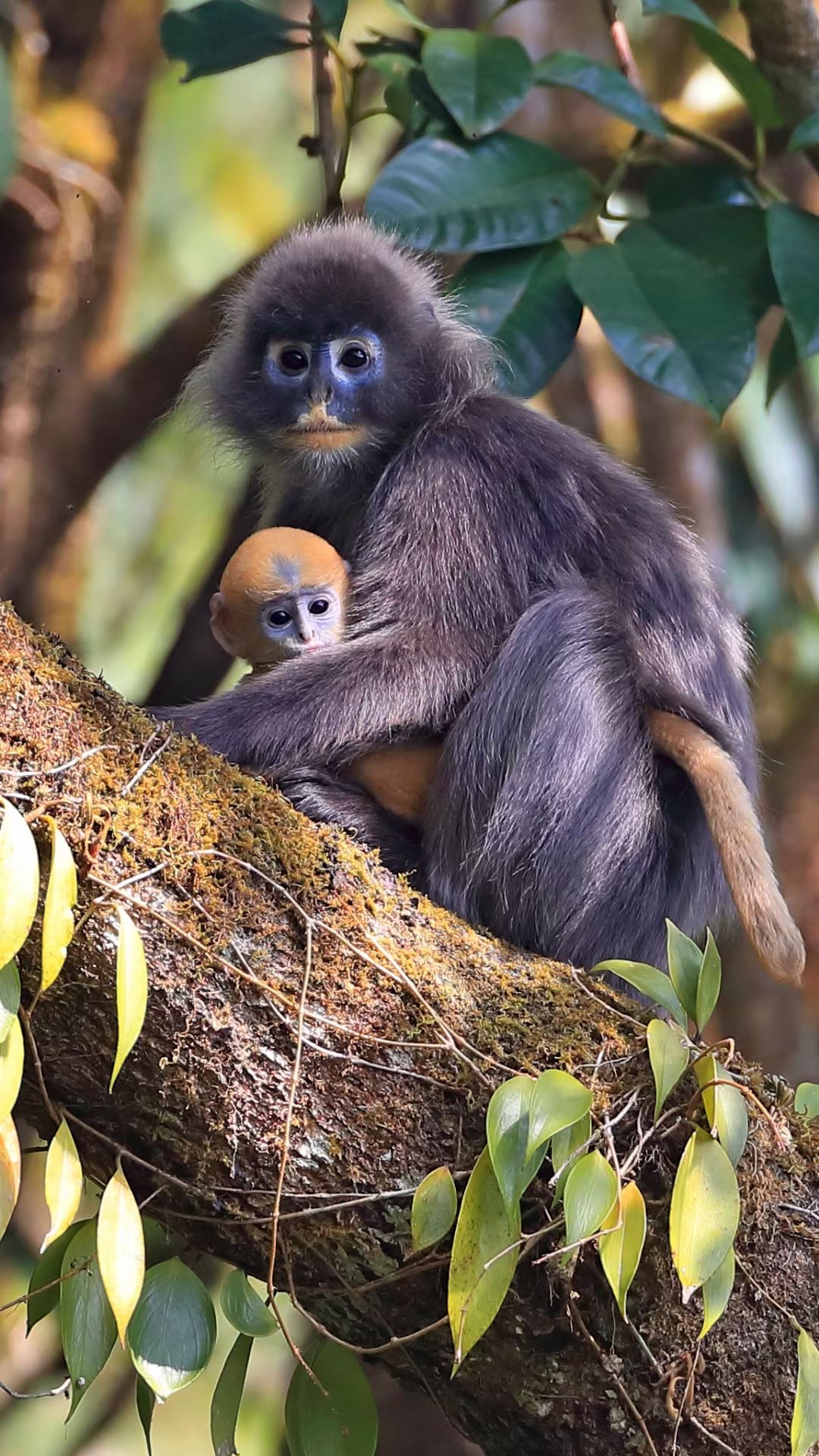 Phayre's leaf monkey. /Zheng Shanhe