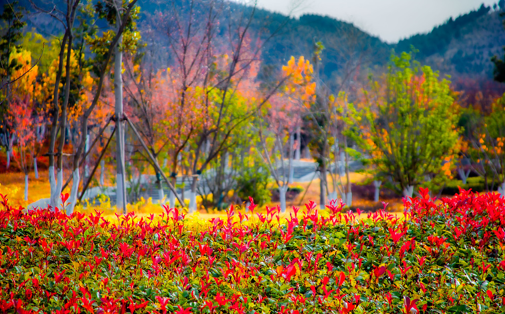 Photo taken on November 30, 2023 shows a view of a botanical garden in Suzhou, Anhui Province. /CFP