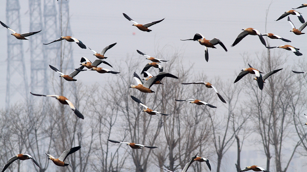 Live: Migratory birds flock to wetlands in China's Hebei Province – Ep. 3