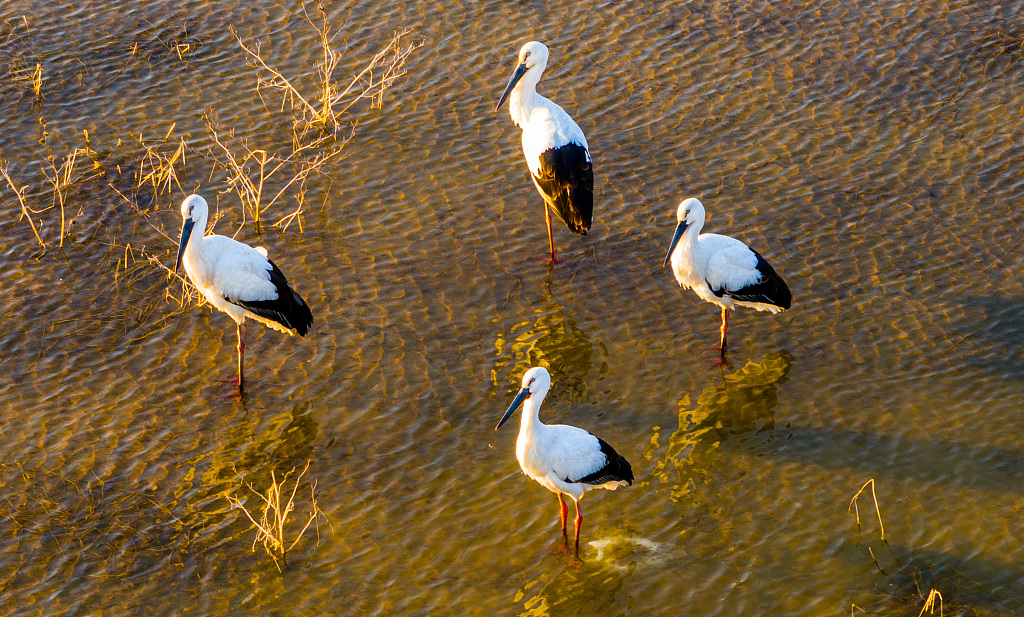 A photo taken on December 1, 2023, shows four oriental white storks resting and foraging at Huajiahu Lake in east China's Anhui Province. /CFP