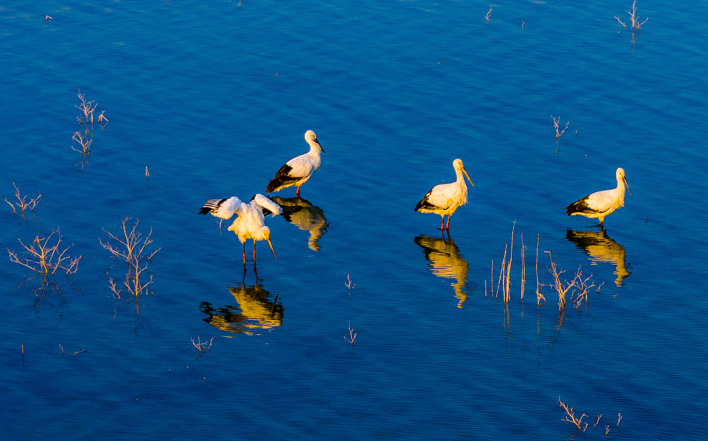 A photo taken on December 1, 2023, shows four oriental white storks resting and foraging at Huajiahu Lake in east China's Anhui Province. /CFP