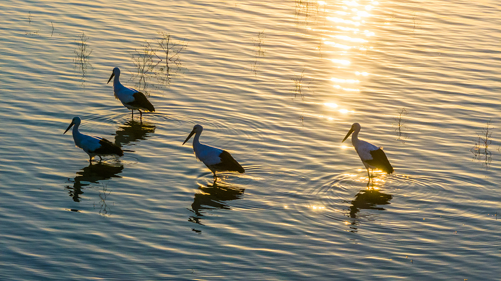 A photo taken on December 1, 2023, shows four oriental white storks resting and foraging at Huajiahu Lake in east China's Anhui Province. /CFP