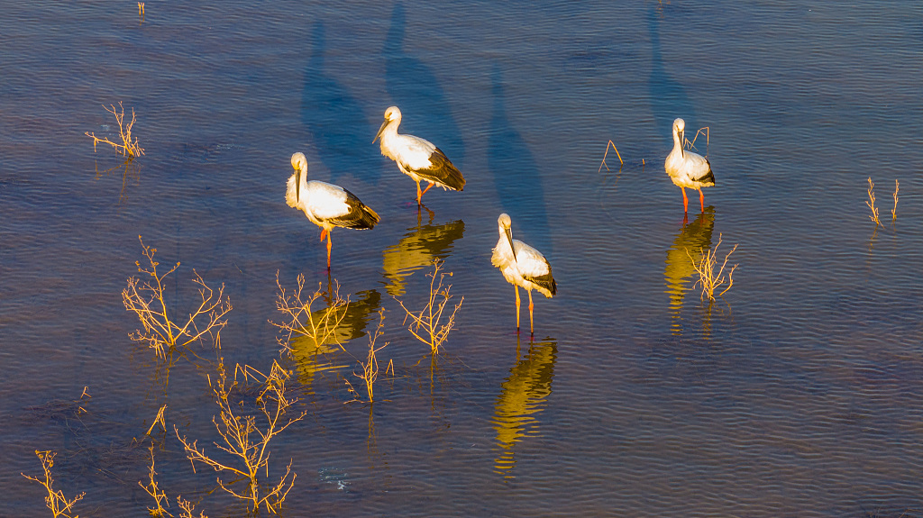 A photo taken on December 1, 2023, shows four oriental white storks resting and foraging at Huajiahu Lake in east China's Anhui Province. /CFP