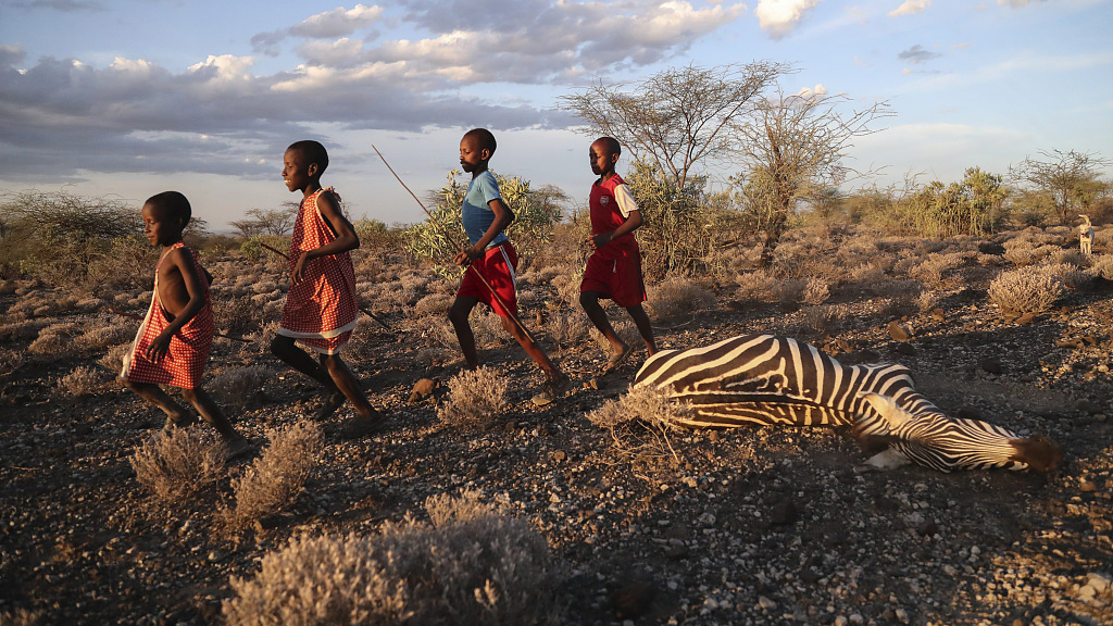 Children run past a zebra that died due to drought at Ilangeruani village, near Lake Magadi, in Kenya, November 9, 2022. /CFP