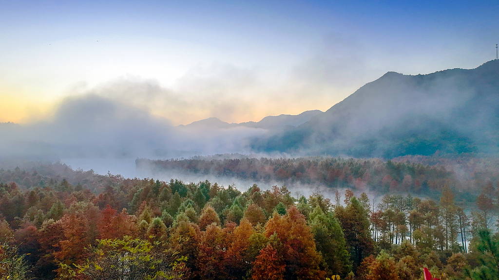 A bald cypress forest is shrouded in morning mist in Ningguo, Anhui Province in early winter. /CPF