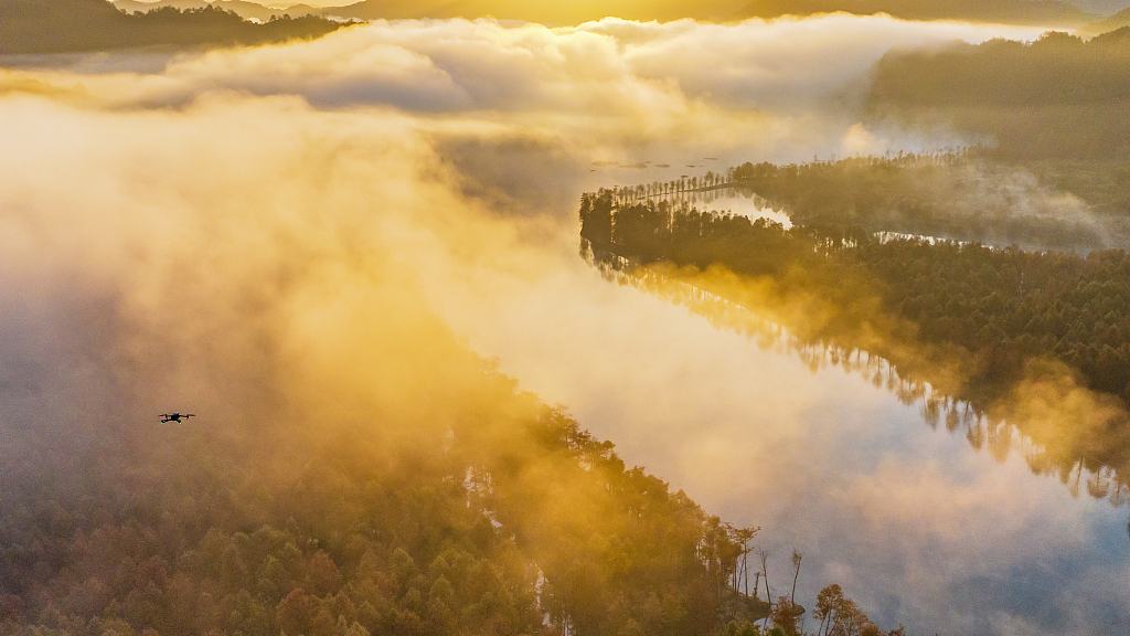 Bald cypress trees are shrouded in morning mist in Ningguo, Anhui Province in early winter. /CPF