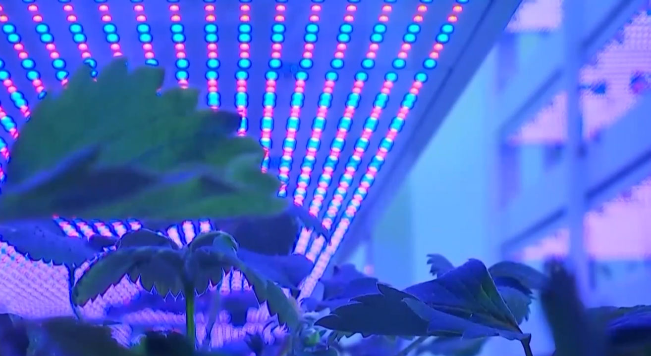 Plants grow under hundreds of different colored LED lights at the Chengdu-based vertical farm. /CMG