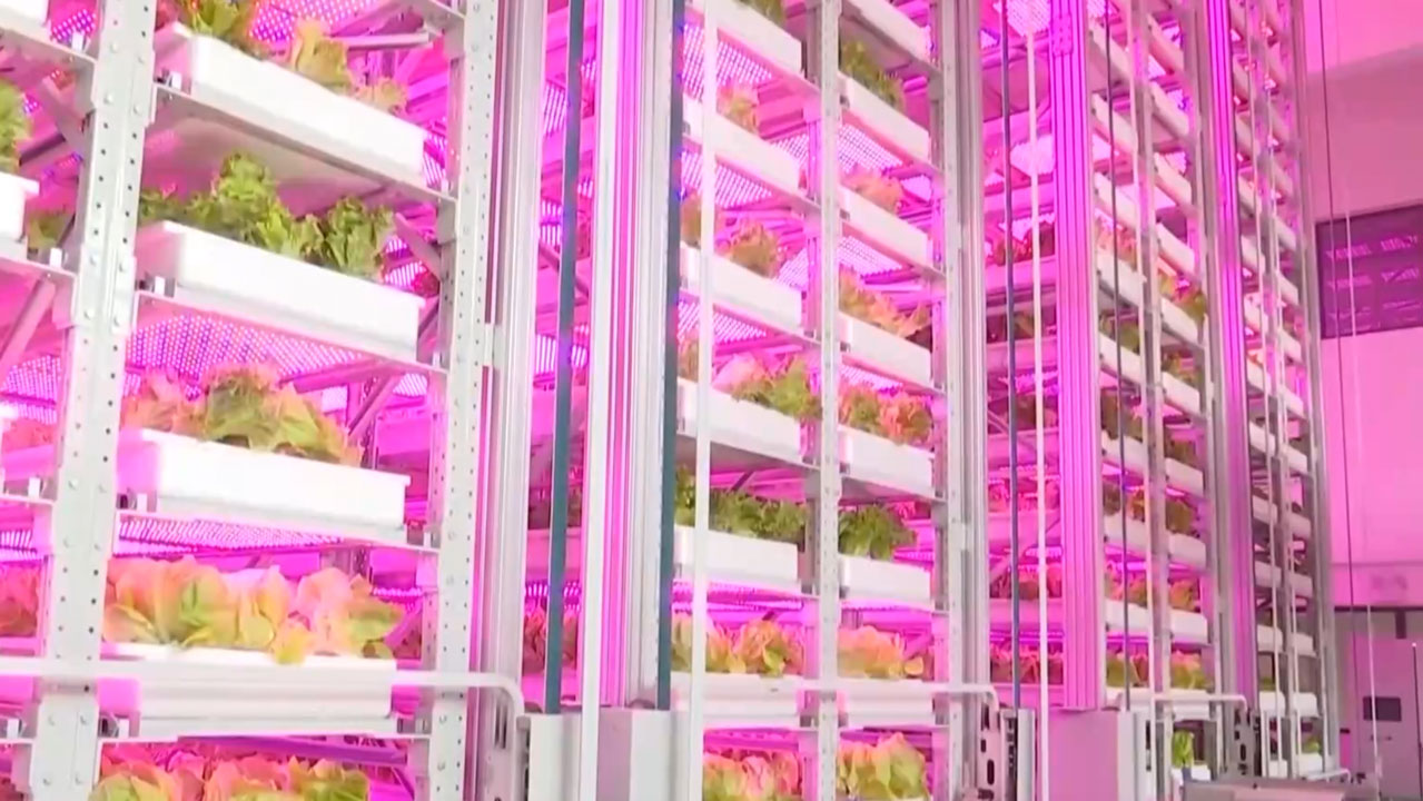 China's latest vertical farm has 20 stories, the most in the world. /CMG