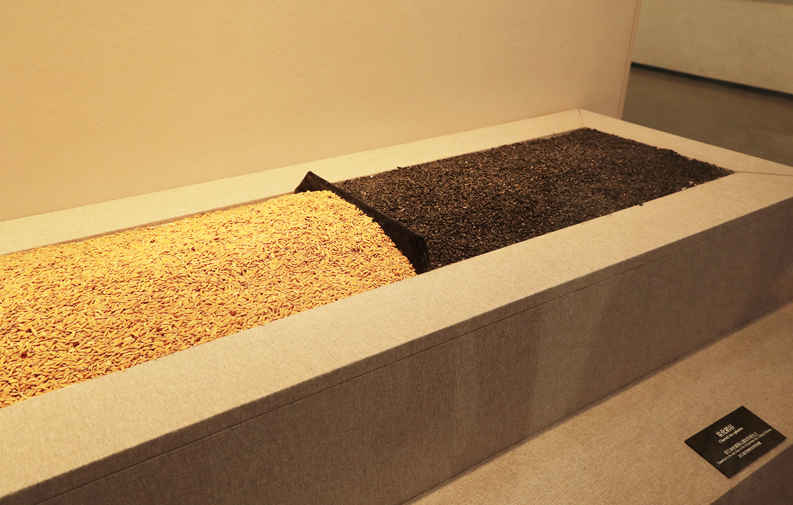 Charred rice spikelets dating back over 5,000 years are on display alongside modern-day rice at the Liangzhu Museum in Hangzhou, Zhejiang Province. /CGTN