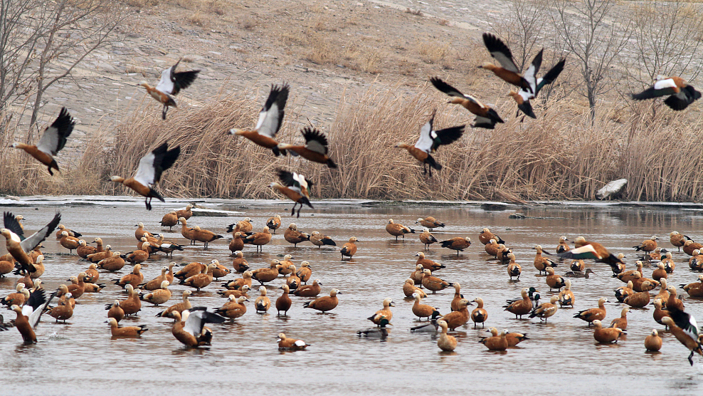 Live: Migratory birds flock to wetlands in China's Hebei Province – Ep. 5