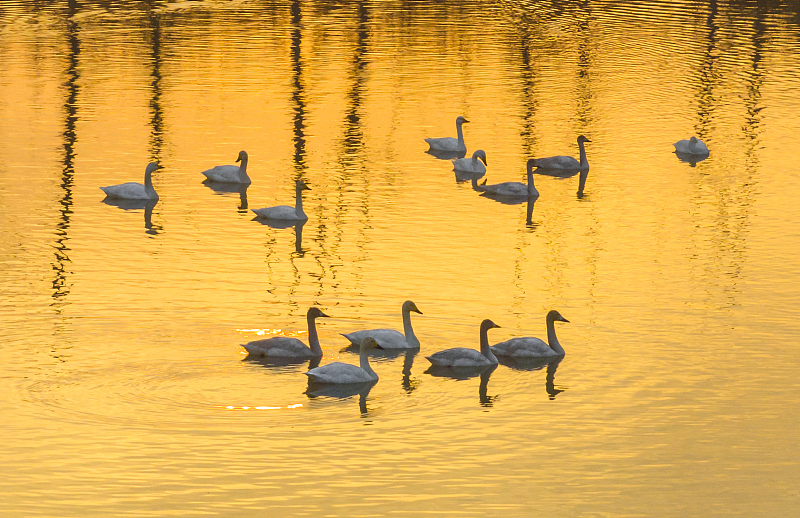 A flock of swans is captured enjoying the mild winter weather at the Hongze Lake Wetland, creating a fairy tale scene in Suqian City, Jiangsu Province, November 3, 2023. /CFP