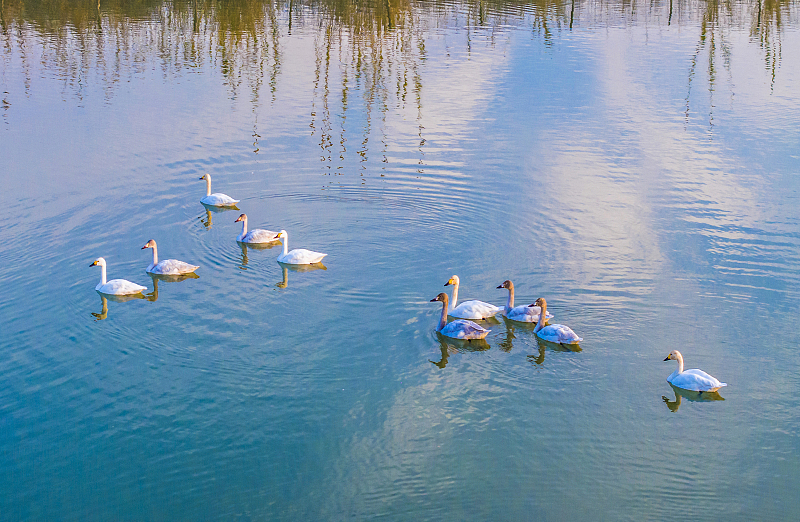 A flock of swans is captured enjoying the mild winter weather at the Hongze Lake Wetland, creating a fairy tale scene in Suqian City, Jiangsu Province, November 3, 2023. /CFP