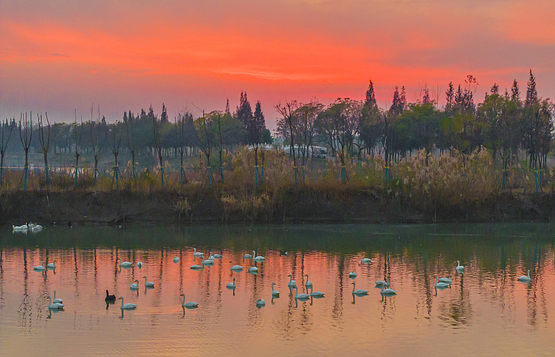 A flock of swans is captured enjoying the mild winter weather at the Hongze Lake Wetland, creating a fairy tale scene in Suqian City, Jiangsu Province, November 3, 2023. /CFP