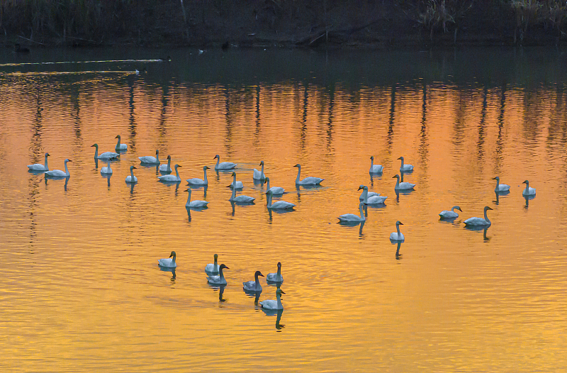 A flock of swans is captured enjoying the mild winter weather at the Hongze Lake Wetland, creating a fairy tale scene in Suqian City, Jiangsu Province, November 3, 2023. /CFP