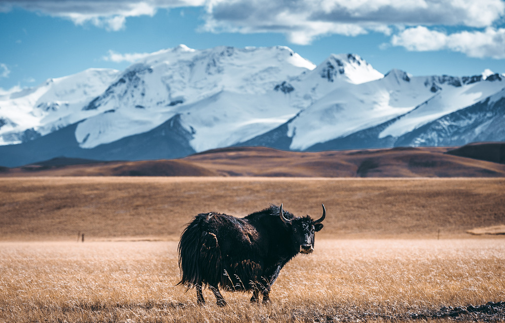 Wild yak's distribution spans regions such as Xinjiang Uygur Autonomous Region, Xizang Autonomous Region, Qinghai and Gansu provinces in China. /CFP