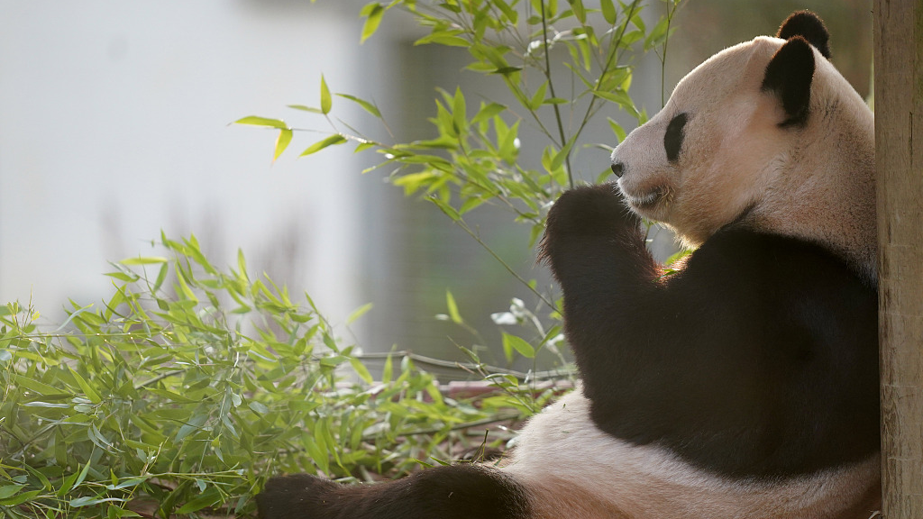 A photo taken on November 30, 2023, shows giant panda Yang Guang at Edinburgh Zoo, as visitors enjoyed one final opportunity to bid farewell to him before zookeepers finalized preparations for his return to China from the UK. /CFP