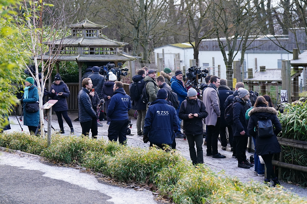 A photo taken on November 30, 2023, shows members of the media gathering at the enclosures of giant pandas Yang Guang and Tian Tian at Edinburgh Zoo, as visitors enjoyed one last chance to say farewell before their return to China from the UK. /CFP