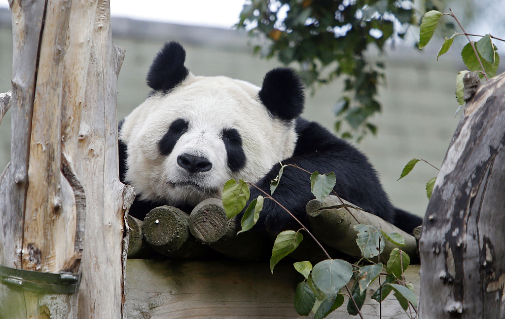 A file photo shows female panda Tian Tian in her enclosure at Edinburgh Zoo. UK. /CFP