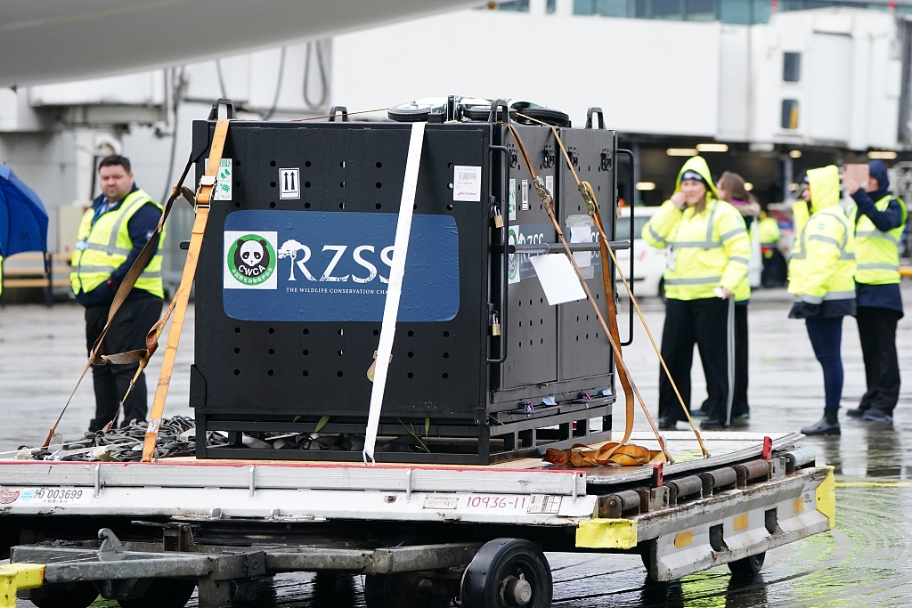 A photo taken on December 4, 2023, shows giant pandas Yang Guang and Tian Tian in metal crates being loaded onto a China Southern cargo plane at Edinburgh Airport to begin their journey back to China. /CFP