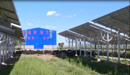 Solar panels are installed in sheep sheds in Gaole Gacha Village,
Chuanjing Sumu, north China's Inner Mongolia Autonomous Region. /He Jijiang