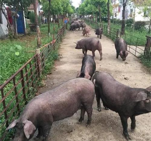 For many years, a third of the farmers in the Changxiao Village, Haining City, Zhejiang Province have raised pigs, producing over 20,000 pigs per annum. /He Jijiang