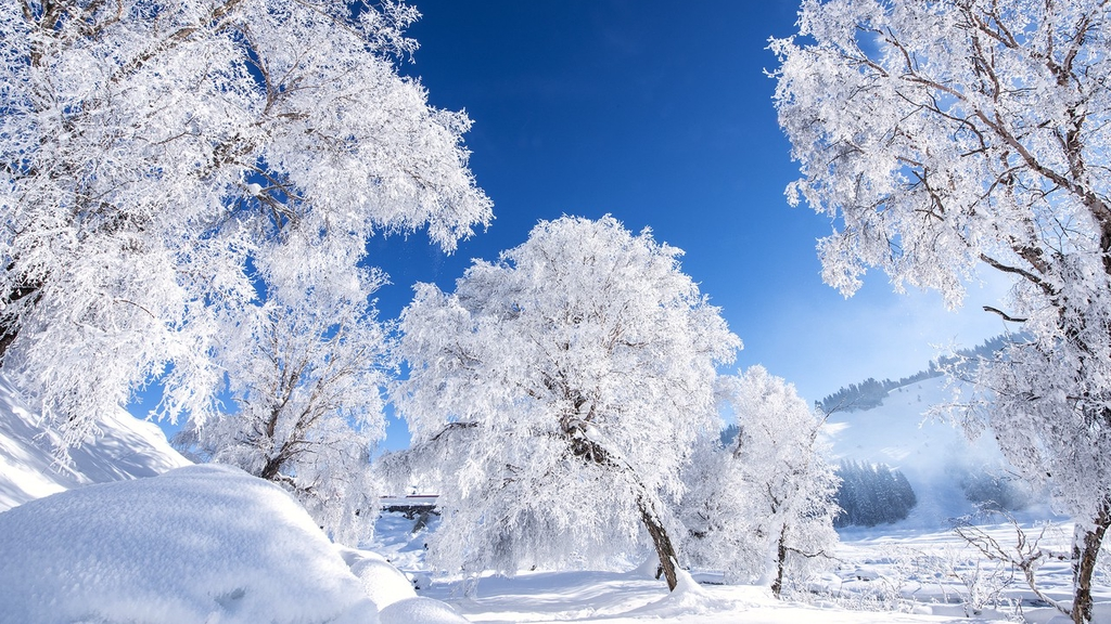 A file photo shows trees covered with snow and frost in a forest in Xinjiang. /IC