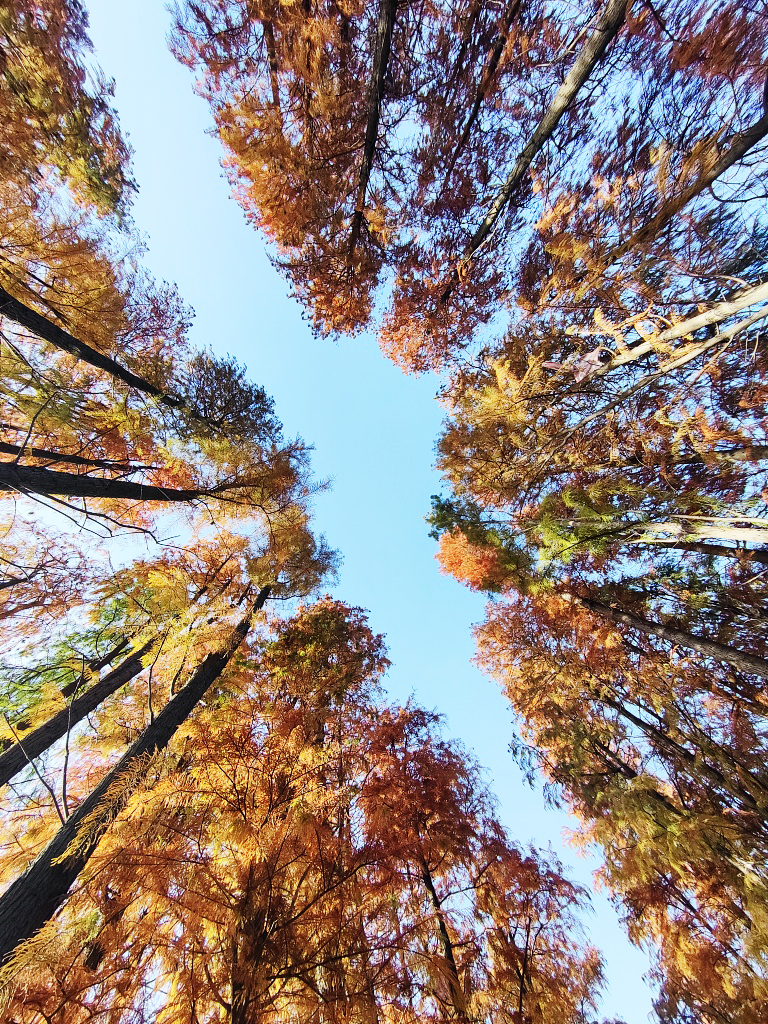 Vividly colored redwood leaves are seen at Yunshui National Wetland Park in Yunmeng County, Hubei Province, on December 6, 2023. /CFP