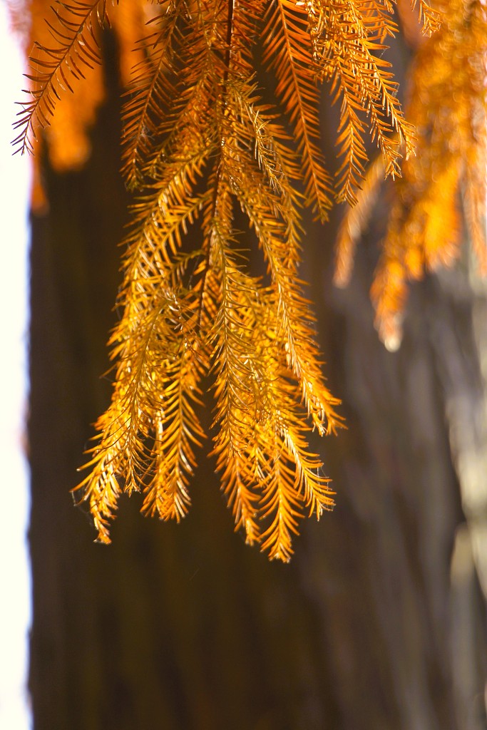 Vividly colored redwood leaves are seen at Yunshui National Wetland Park in Yunmeng County, Hubei Province, on December 6, 2023. /CFP