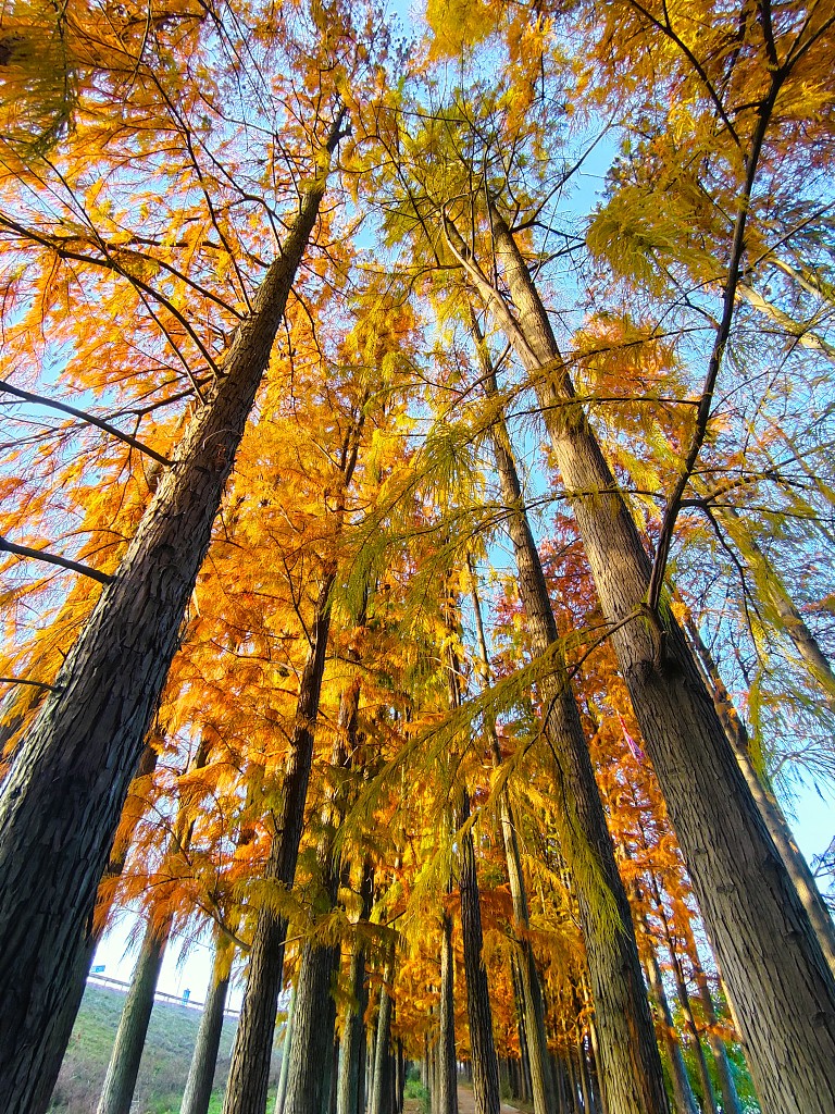Vividly colored redwood leaves are seen at Yunshui National Wetland Park in Yunmeng County, Hubei Province, on December 6, 2023. /CFP