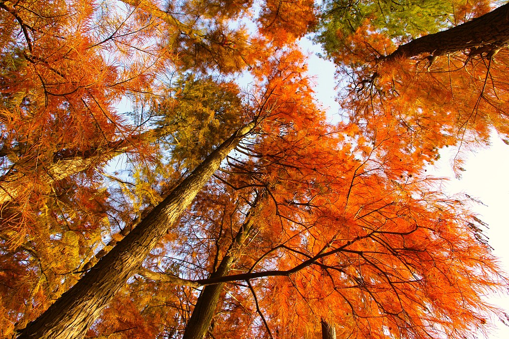 Vividly colored redwood leaves are seen at Yunshui National Wetland Park in Yunmeng County, Hubei Province, on December 6, 2023. /CFP