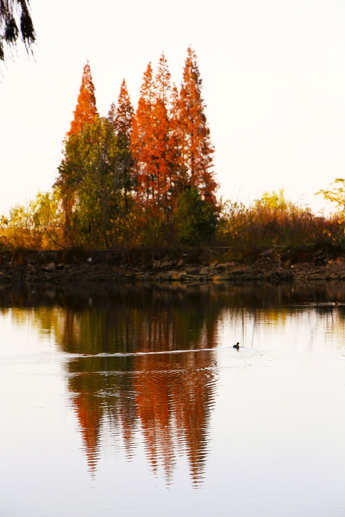 A redwood forest and nearby wetland offer spectacular winter views at Yunshui National Wetland Park in Yunmeng County in Hubei Province on December 6, 2023. /CFP