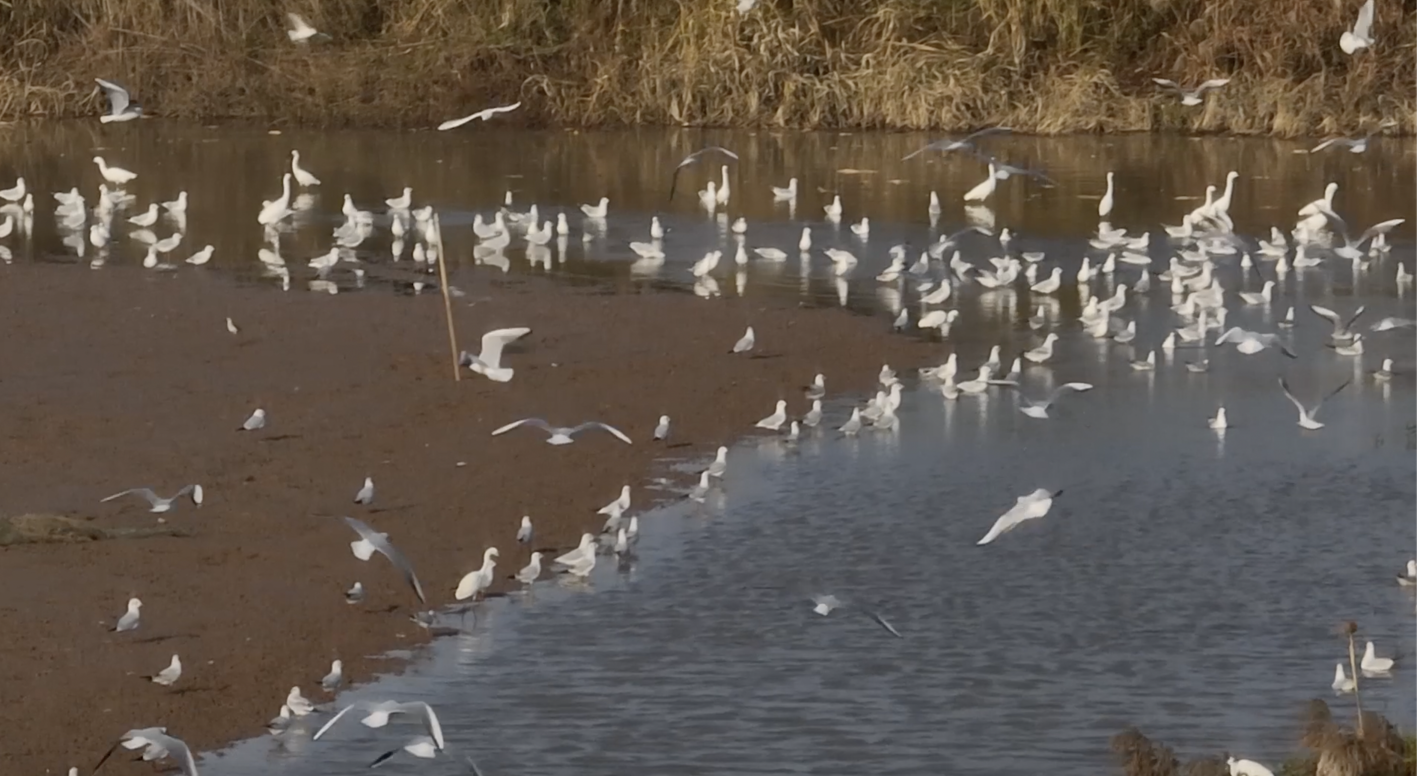Dongting Lake welcomes the peak of migratory birds. /Photo via video