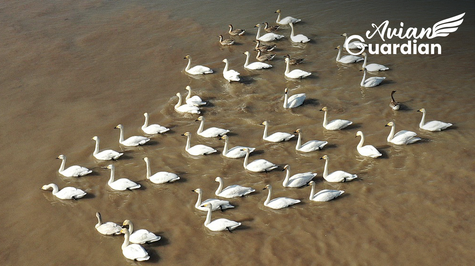 Avian guardian: 'Bird buffet' is ready for the 'guest masses' in Hunan