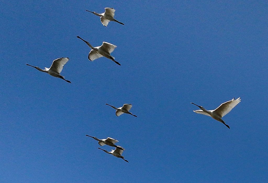 Endangered migratory birds including black-faced spoonbills and oriental white storks fly in the air in Xuyi of east China's Jiangsu Province on December 7, 2023. /CFP