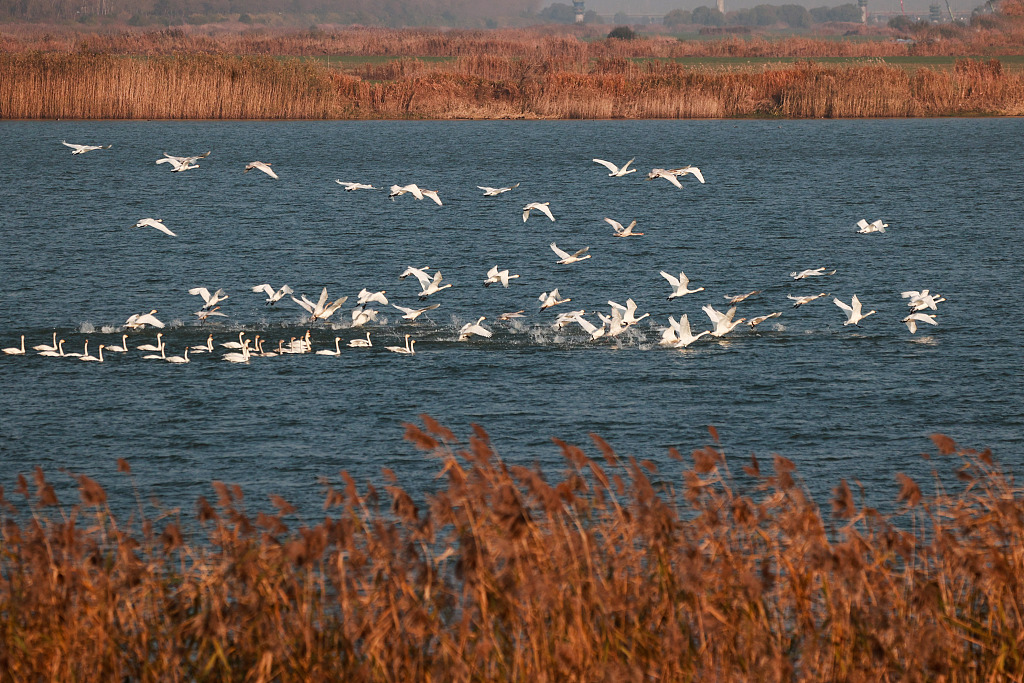 Endangered migratory birds inhabit nature spots in Xuyi of east China's Jiangsu Province on Dec. 7, 2023. /CFP