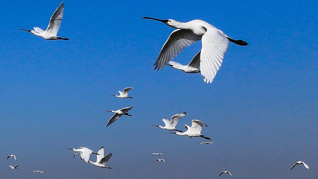 Endangered birds arrive in east China for wintering