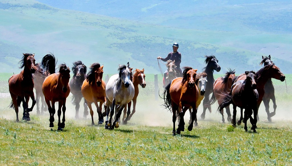 Horses gallop on the grassland as a herder graze behind them in Zhangye, northwest China's Gansu Province, July 25, 2023. /CFP