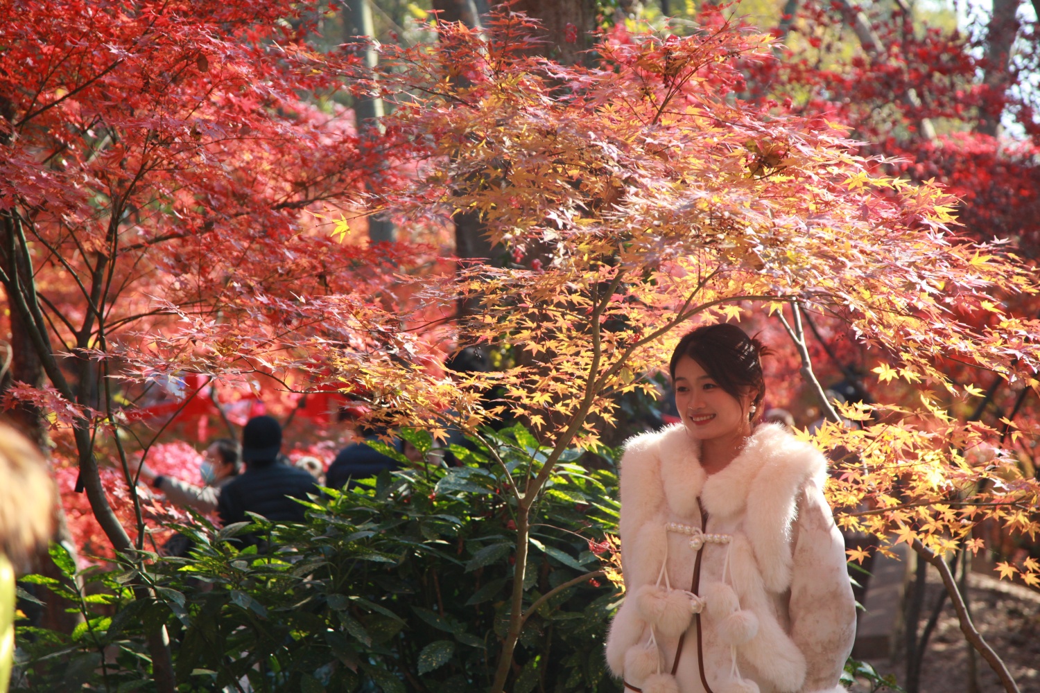 A tourist poses for a photo under maple trees at Zhongshan Botanical Garden in Nanjing, east China's Jiangsu Province, on December 7, 2023. /CFP