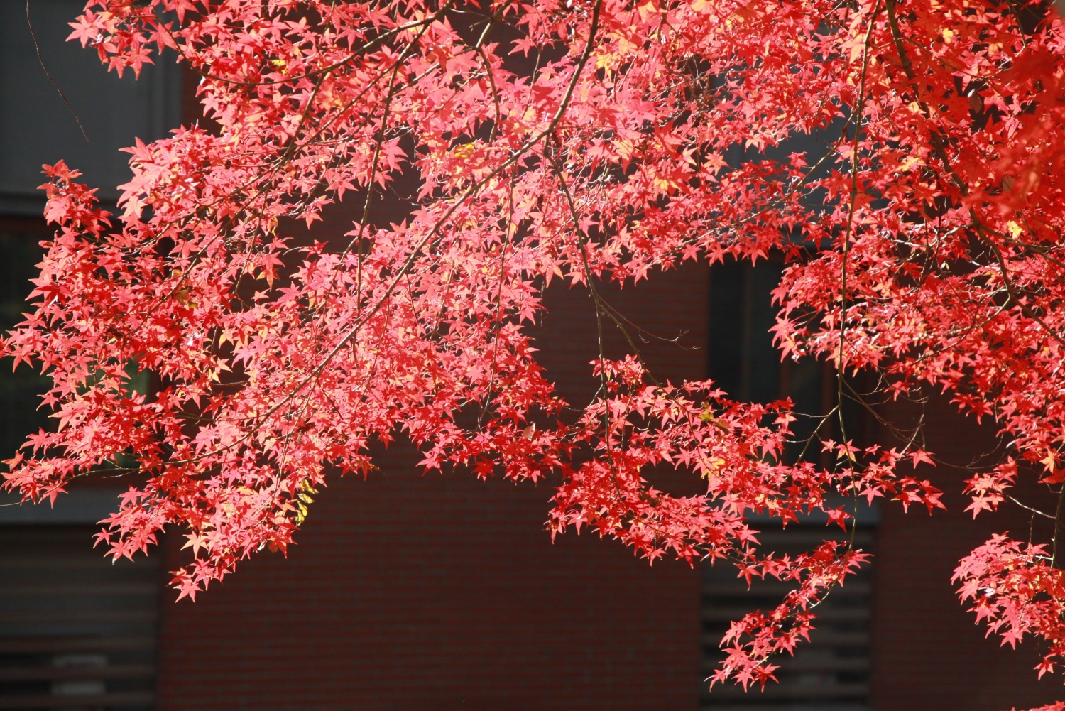 Colorful maple leaves are seen at Zhongshan Botanical Garden in Nanjing, east China's Jiangsu Province, on December 7, 2023. /CFP