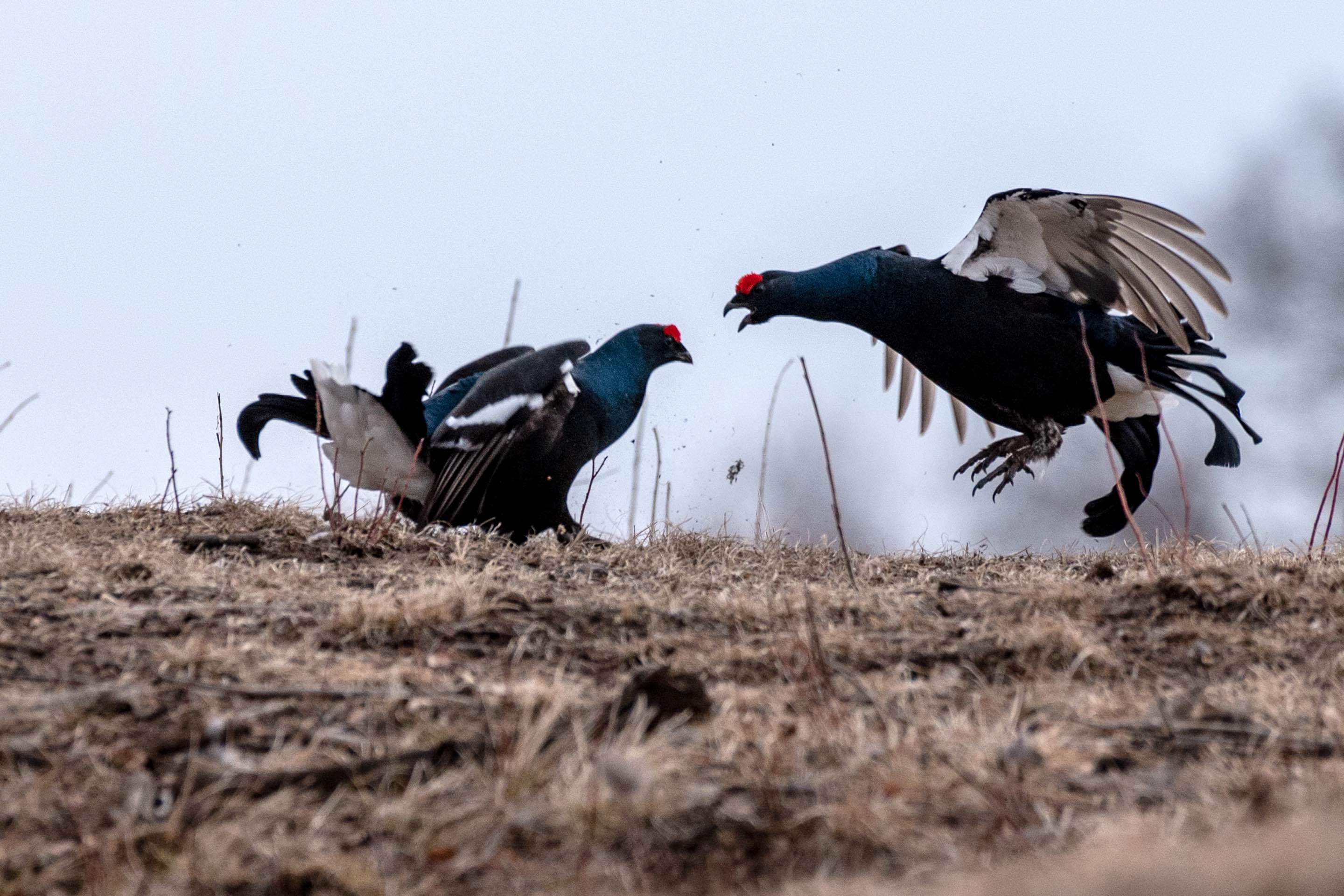 Black grouse fight each other, Inner Mongolia Autonomous Region. /Xu Haidong
