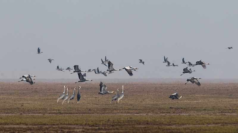 Live: Release of rescued and protected birds in east China's Jiangxi