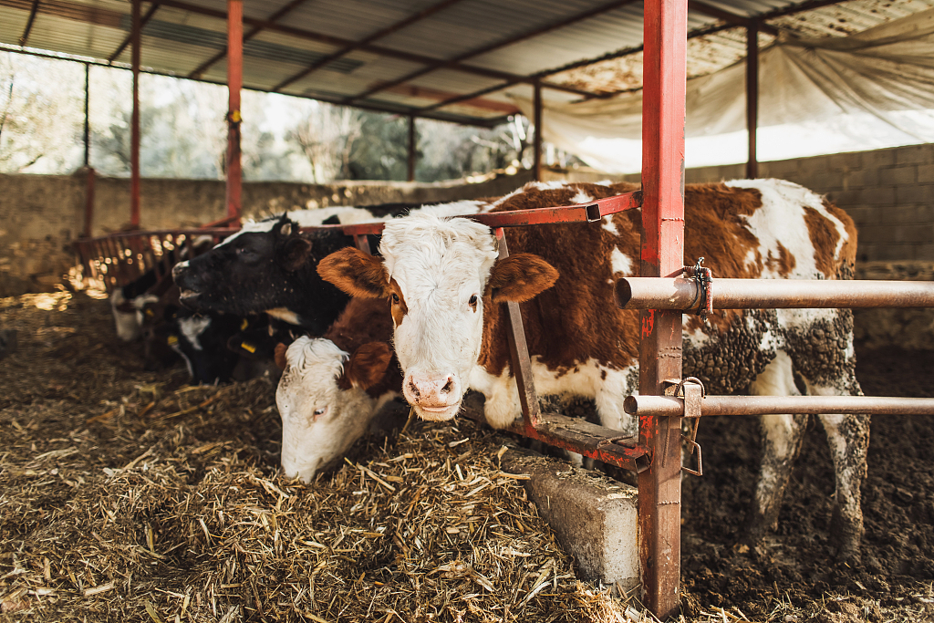 Cattle eat hay in a cowshed. /CFP