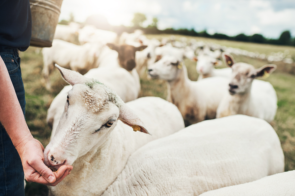 A farmer feeds a sheep. /CFP