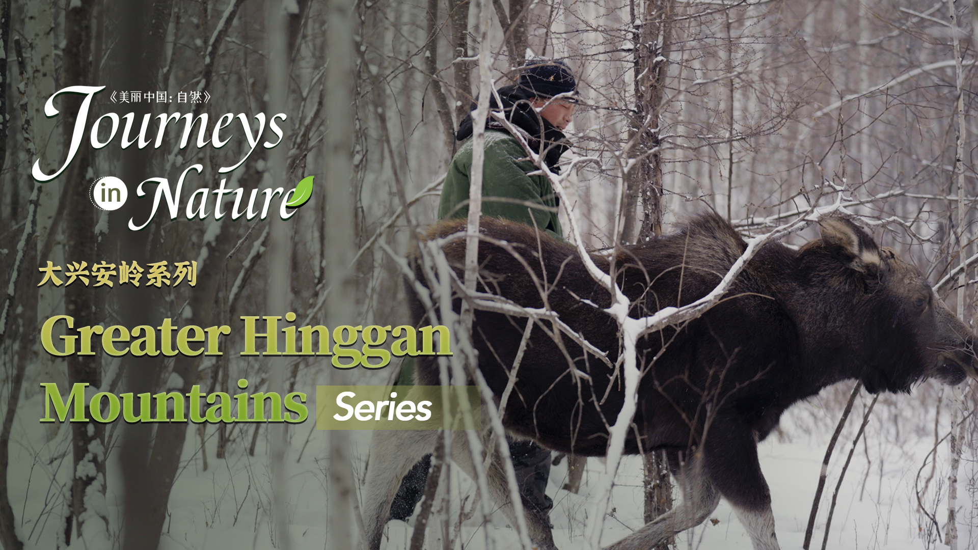 CGTN Nature presents 'Journeys in Nature: The Greater Hinggan Mountains Series'