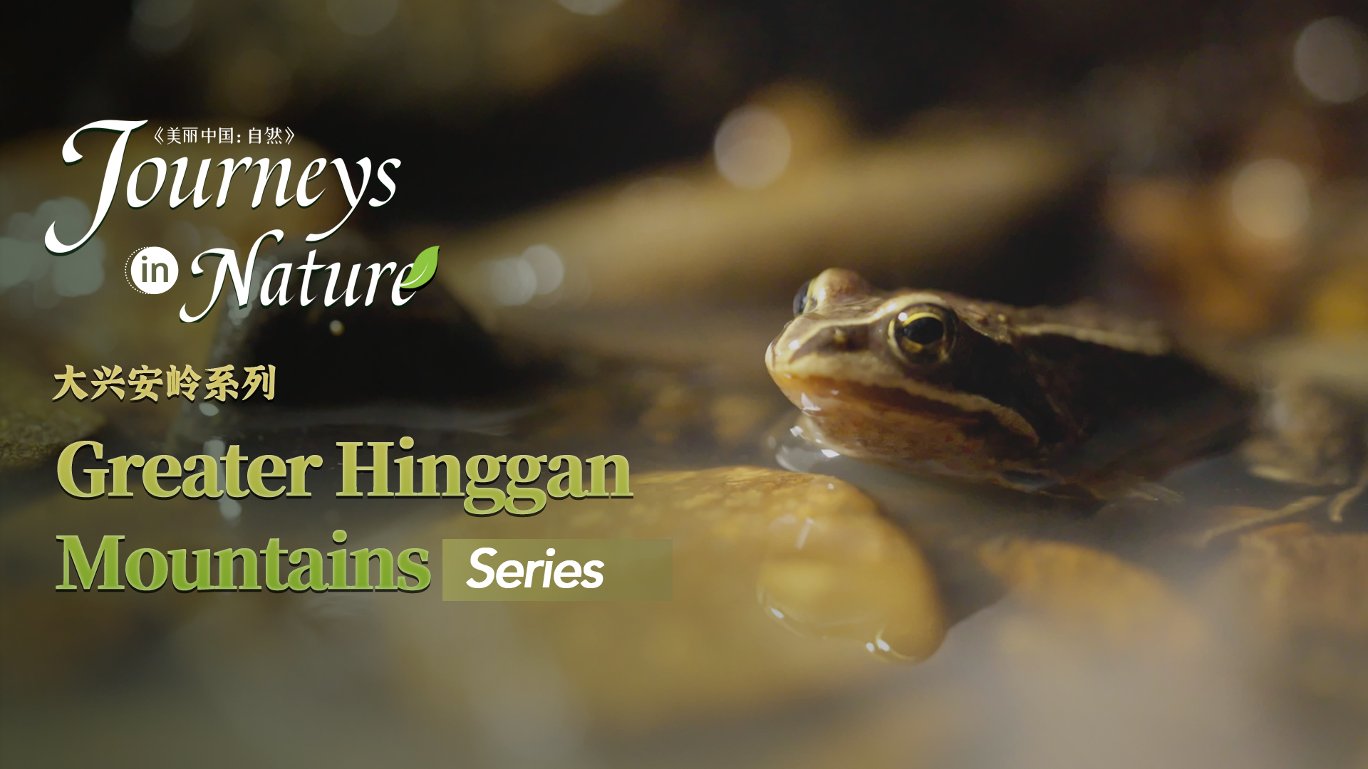 CGTN Nature presents 'Journeys in Nature: The Greater Hinggan Mountains Series'