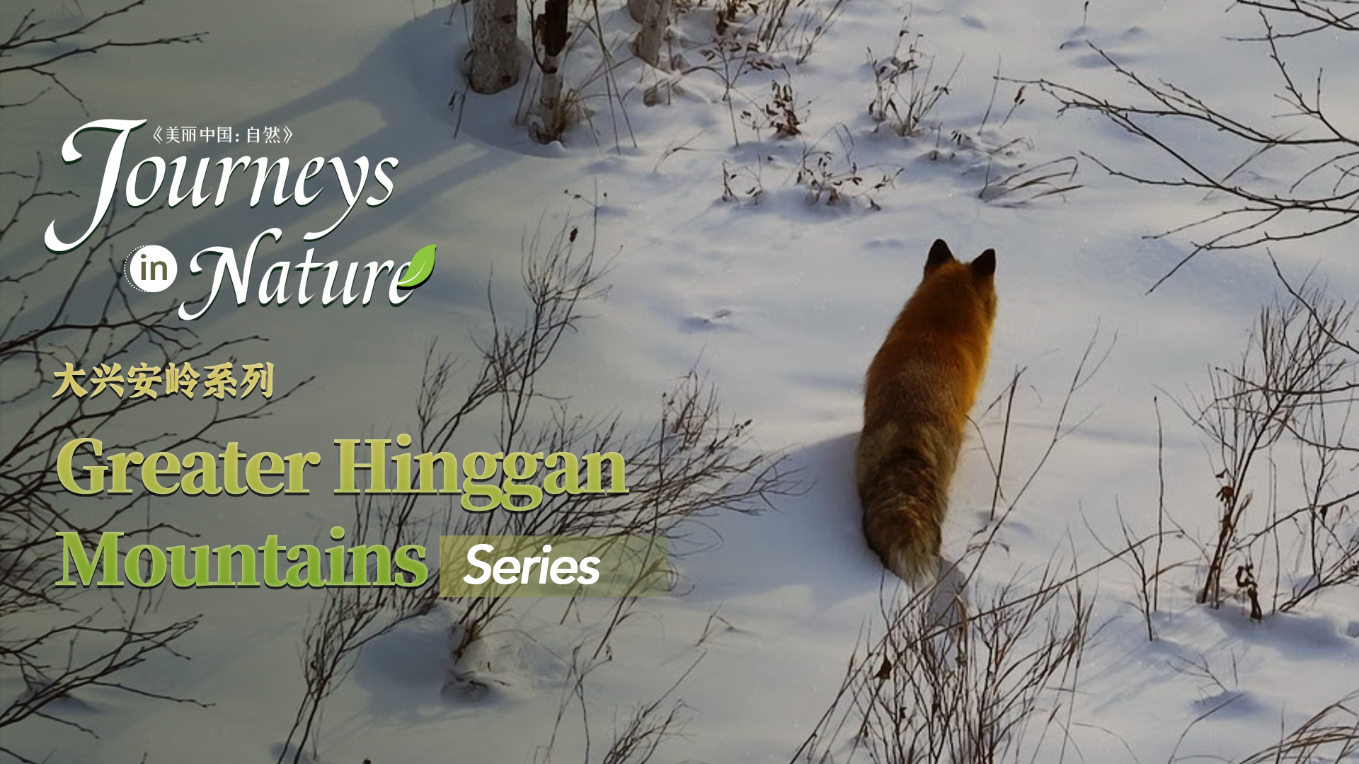 CGTN Nature presents 'Journeys in Nature: The Greater Hinggan Mountains Series'