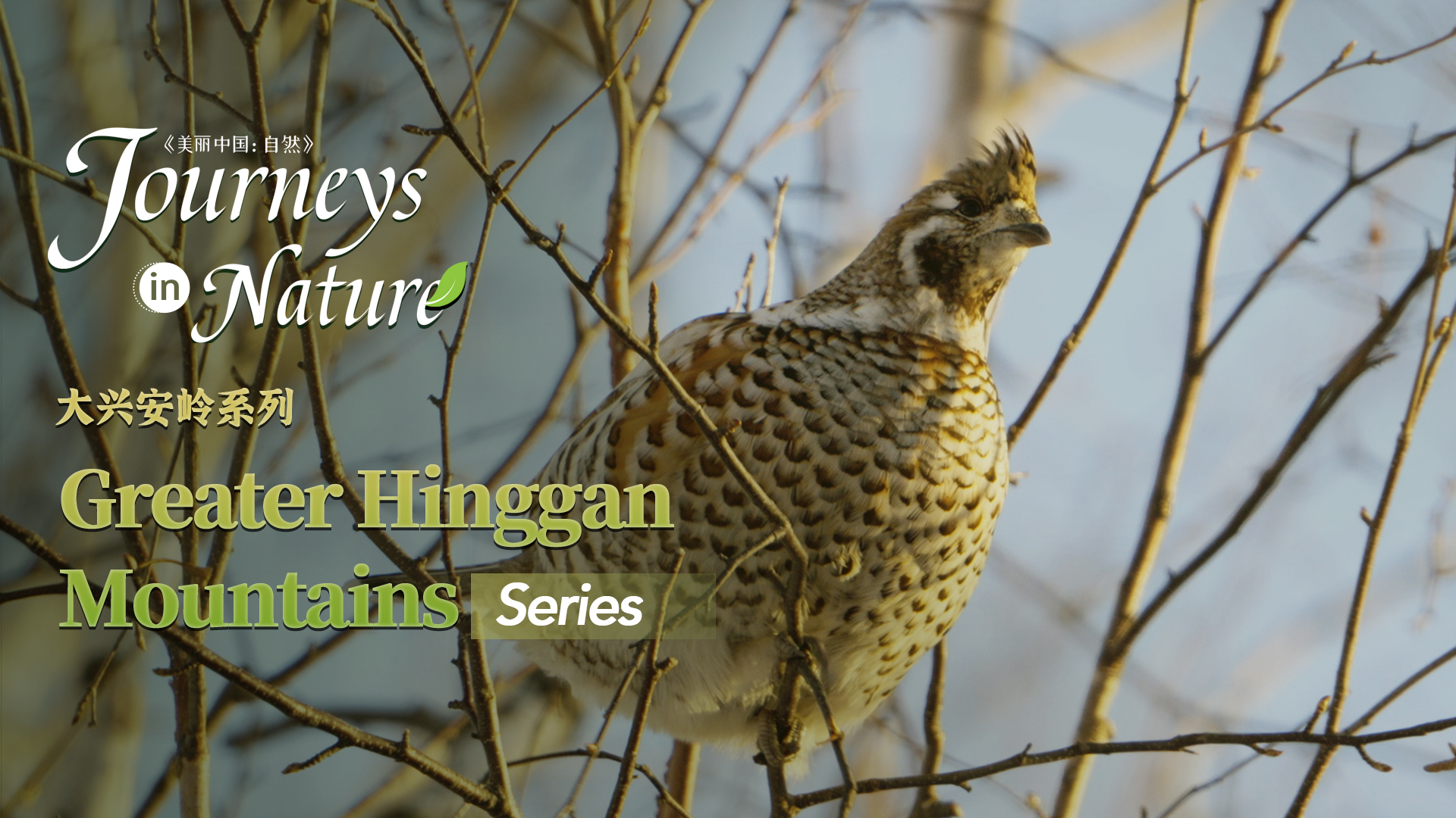 CGTN Nature presents 'Journeys in Nature: The Greater Hinggan Mountains Series'